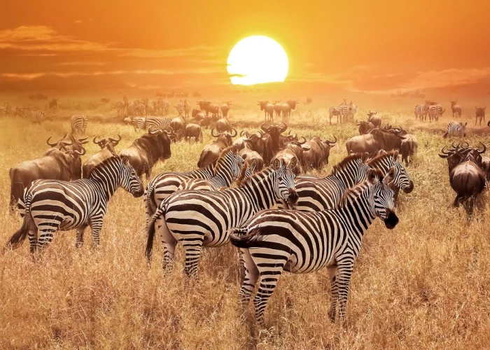 12 Days Wildebeest Migration Masai Mara Kenya then Fly to Exotic Zanzibar 