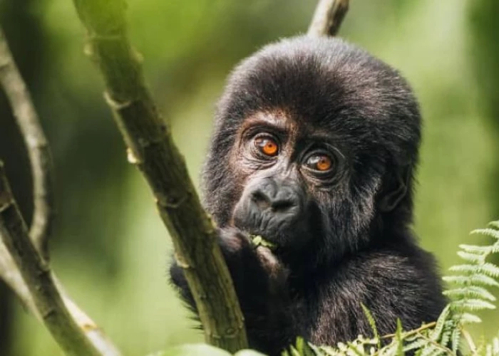 Uganda & Rwanda - Gorilla, Wildlife & Visit Genocide Memorial 14 Days Tour
