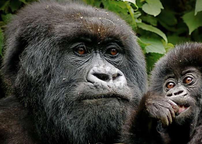 3 Days Bwindi Impenetrable National Park - Uganda Gorilla Fly-in Safari 