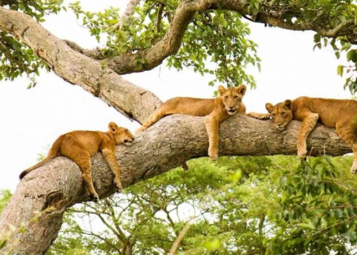 10 Days Best of Uganda Primates & Wildlife Luxury Lifetime Safari