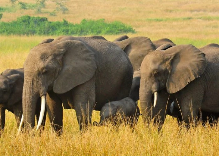10 Days Best of Uganda Primates & Wildlife Luxury Lifetime Safari