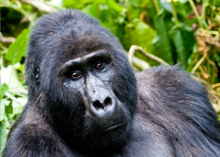 3-Day Uganda Luxury Gorilla and Batwa Pygmy Tour