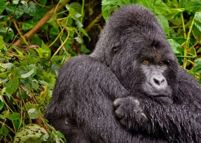 4-Day Fly-in Uganda Gorillas