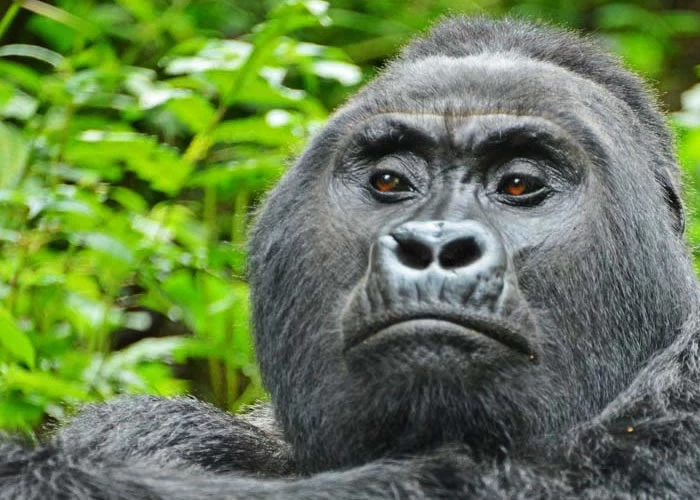 5 Days Uganda Gorilla Trekking and Wildlife Safari Experience