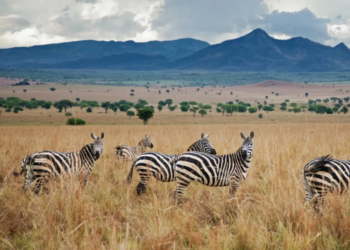 5 Days Luxury Kidepo Valley National Park Uganda Safari