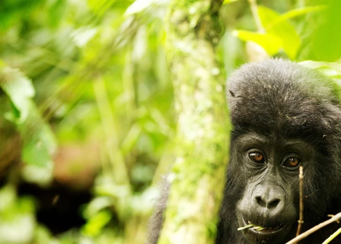 10 Days Uganda Fly-in Safari, with Gorillas & Chimpanzees