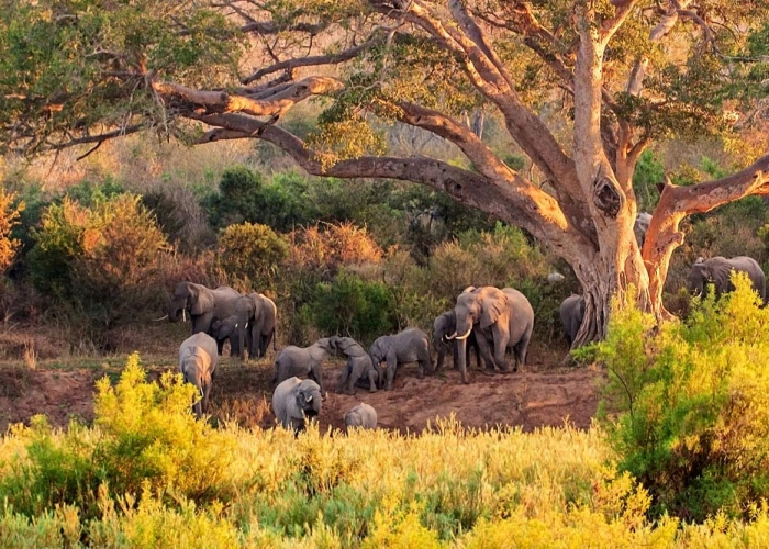 12 Days South Africa’s Kruger Safari & Mozambique Holiday 