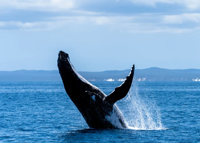 Whales Migration 4 Days Tanzania Unique Experience 