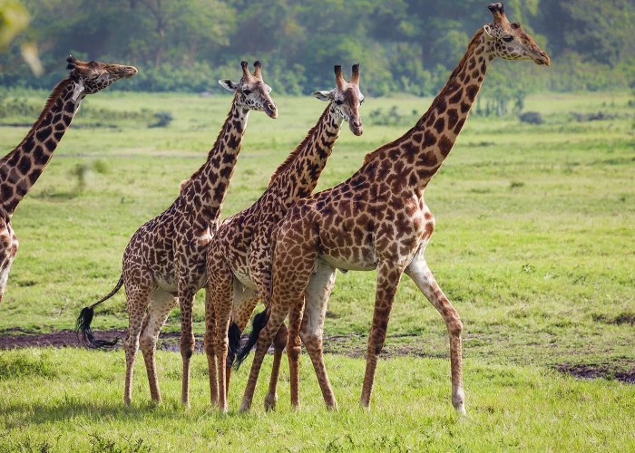 Arusha National Park Day-trip