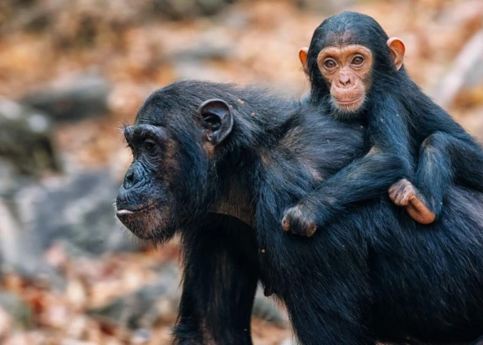 Gombe Chimpanzee Trekking Day trip 