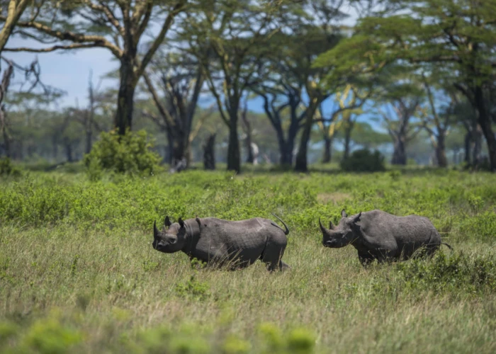 Mkomazi National Park the Home of Black Rhino Day-trip