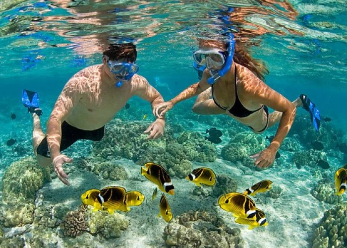 Mnemba Island Snorkelling & Dolphin Swim Day Tour