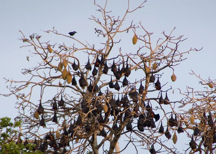 Pemba Flying Fox Forest 