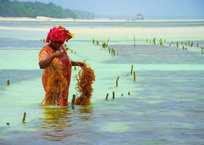 Seaweed Farming Experience in Zanzibar