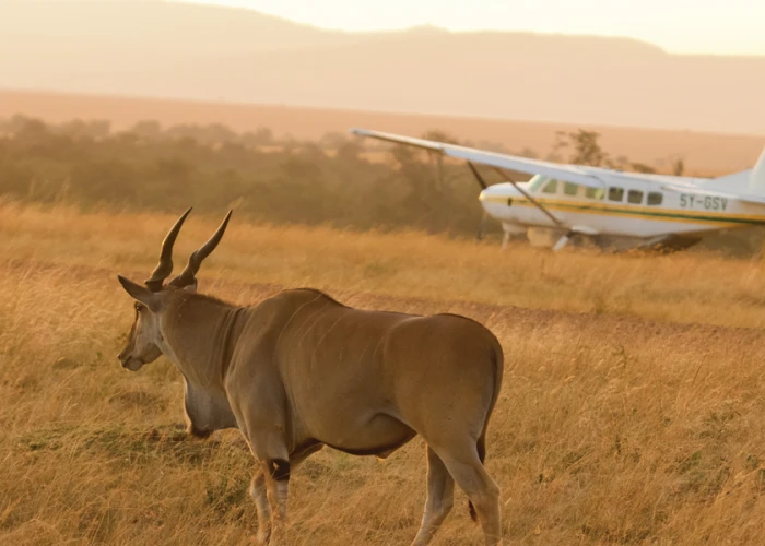 3 Days Serengeti & Ngorongoro Crater Fly in Safari from Arusha