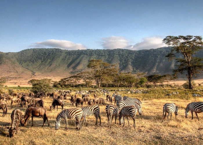 4 Days Tarangire, Ngorongoro Crater Safari & Kilimanjaro Excursion 