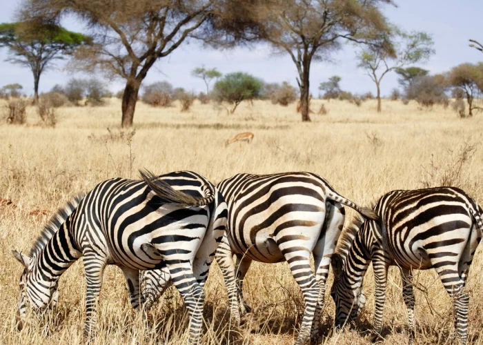 6 Days the Best of Serengeti & Ngorongoro Crater Tanzania Safari
