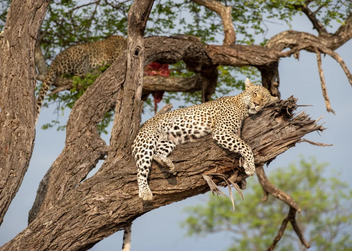 7 Days Serengeti Ngorongoro Crater & Zanzibar Bush to Beach