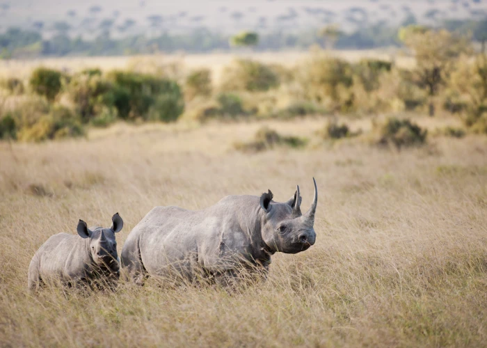 8 Days Explore Mkomanzi Endangered Black Rhino, Wild dogs, Saadani & Finest Zanzibar Beach 