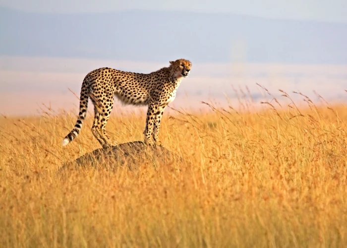 7 Days Embark on Kenya Safari in the Greater Masai Mara 