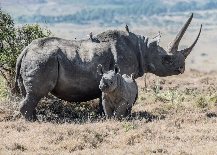 11 Days A Family Journey through Kenya’s Enchanting Wilderness