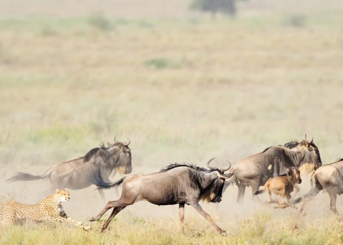 3-Day Calving Season Safari in Ndutu: A Journey into Nature’s Theatre