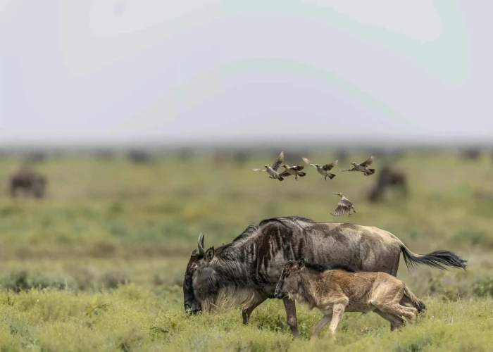 The Circle of Life: A 3-Day Safari in Ndutu During Calving Season